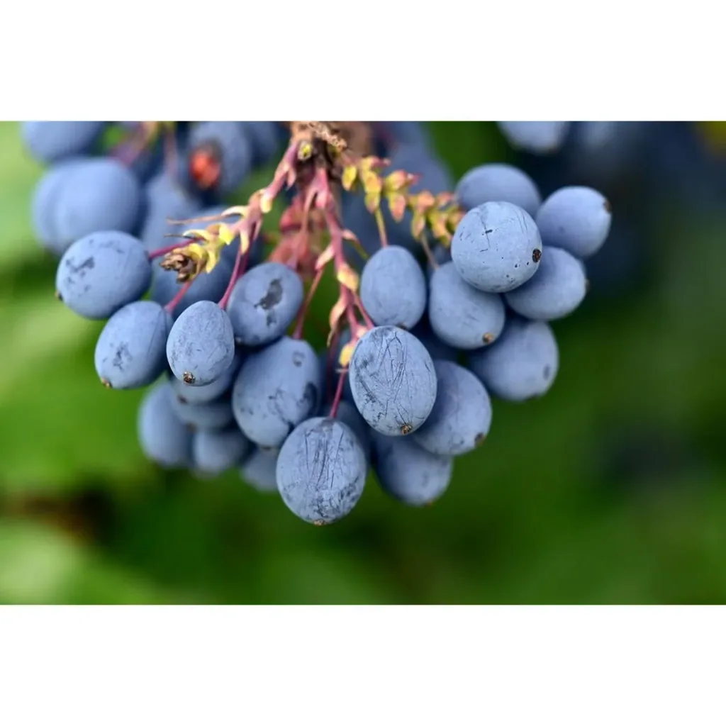Bloem-up Vitamin-Pflanzen-Mix - 8 Stück ( 2x Goji-Beere, Honig-Beere, Blau-Beere & Granatapfel)