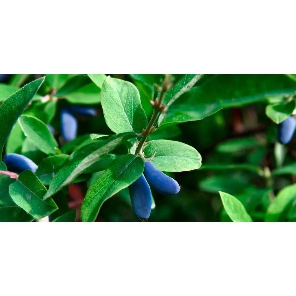 Bloem-up Vitamin-Pflanzen-Mix - 8 Stück ( 2x Goji-Beere, Honig-Beere, Blau-Beere & Granatapfel)