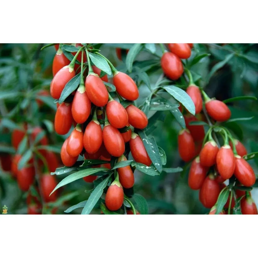 Bloem-up Vitamin-Pflanzen-Mix - 8 Stück ( 2x Goji-Beere, Honig-Beere, Blau-Beere & Granatapfel)