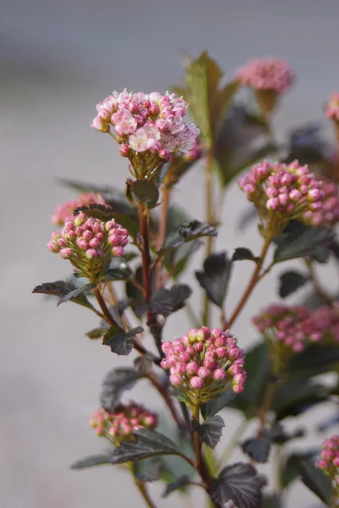 Fasanenspiere 'Tiny Wine' (Physocarpus opulifolius) – winterharter Zierstrauch, im 7,5-L-Container, Höhe ca. 60–80 cm