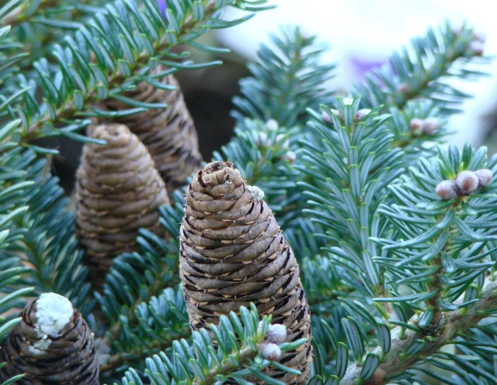 Koreatanne 'Blue Emperor' (Abies koreana) – winterharter Nadelbaum, veredelt, Solitär, Höhe ca. 80–100 cm