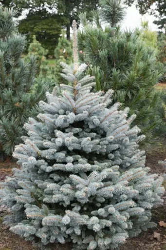 Koreatanne 'Blue Emperor' (Abies koreana) – winterharter Nadelbaum, veredelt, Solitär, Höhe ca. 80–100 cm