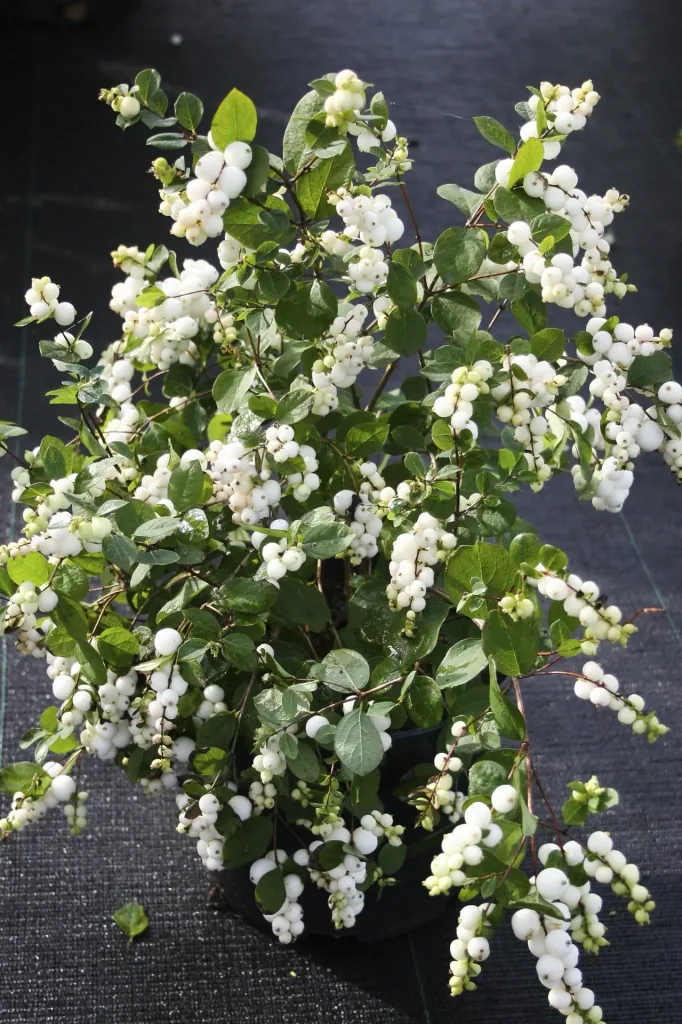 Schneebeere, Symphoricarpos door. "Magical Galaxy'", 4,6 Liter Topf, 50-60 cm hoch, 3er-Set