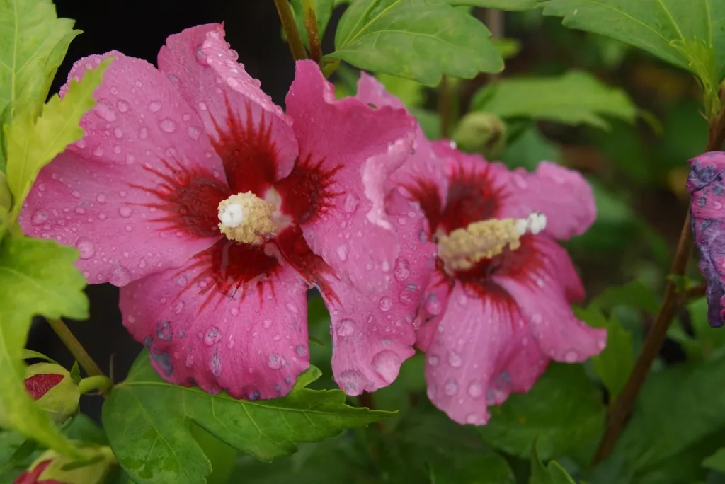 Garteneibisch 'Woodbridge' (Hibiscus syriacus) – winterharter Blütenstrauch, im 12-L-Container, Höhe ca. 80–100 cm
