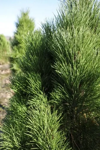 Schwarzkiefer 'Green Tower' (Pinus nigra) – winterharter Nadelbaum, Solitär mit Ballen, Höhe ca. 125–150 cm