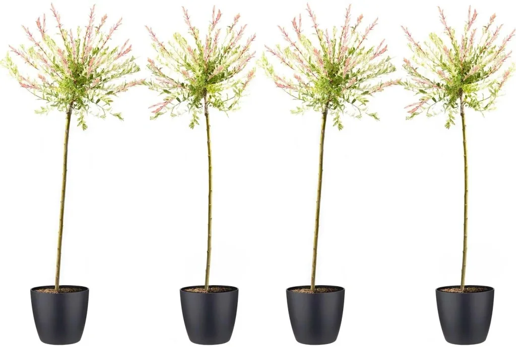 Flower-up 4er-Set XXL Rattenweiden 120 - 140 cm