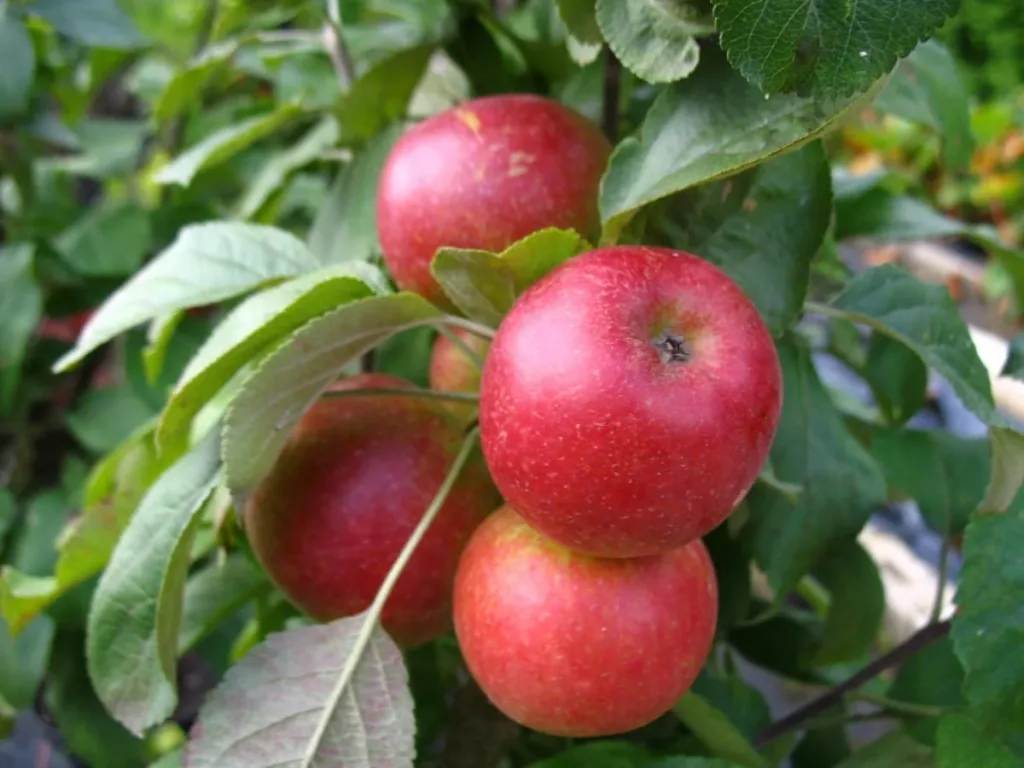 Säulenapfel 'Jarle' (Malus domestica) – winterharter Obstbaum, im 7,5-L-Container