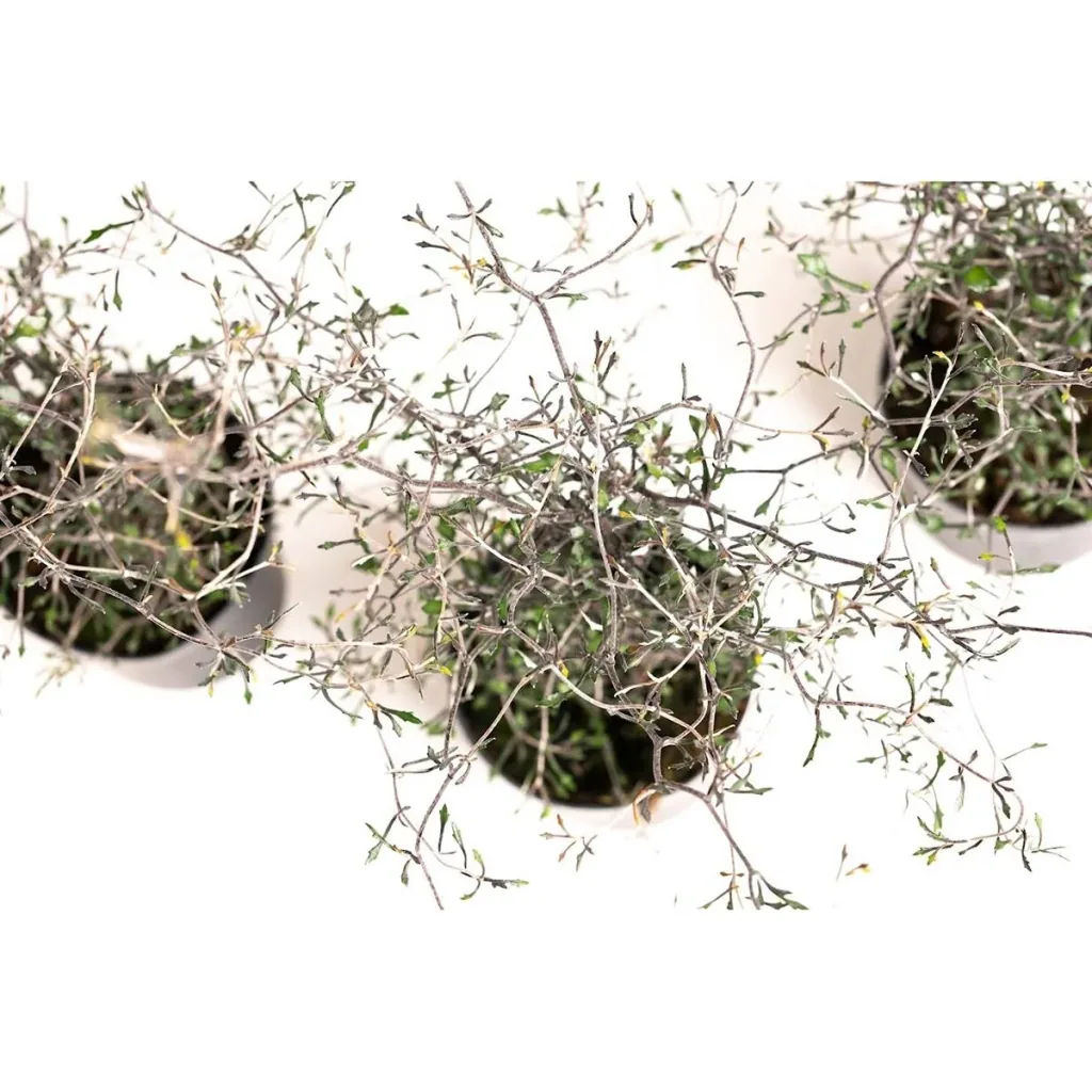 Flower-up Zigzag Strauch - Corokia Cotoeaster - Hardy - 30-40 Cm - 3 Stück