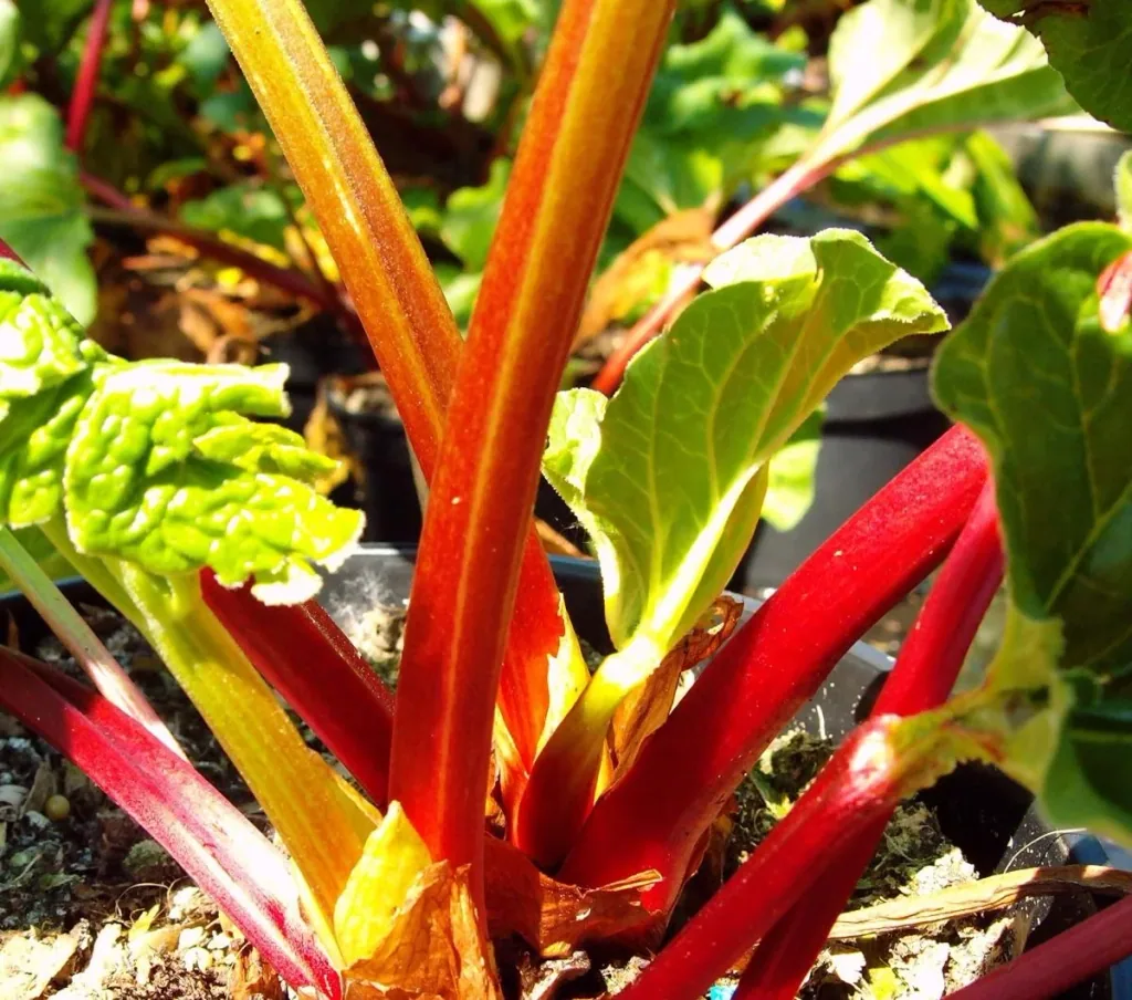 Rhabarber 'Holsteiner Blut' (Rheum rhabarbarum) – winterharte Staude, im 3,5-L-Container