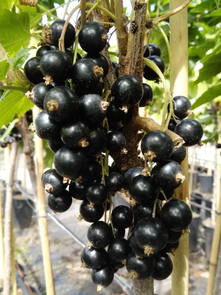 Johannisbeere schwarz "Titania" Busch, im 3,5L-Container