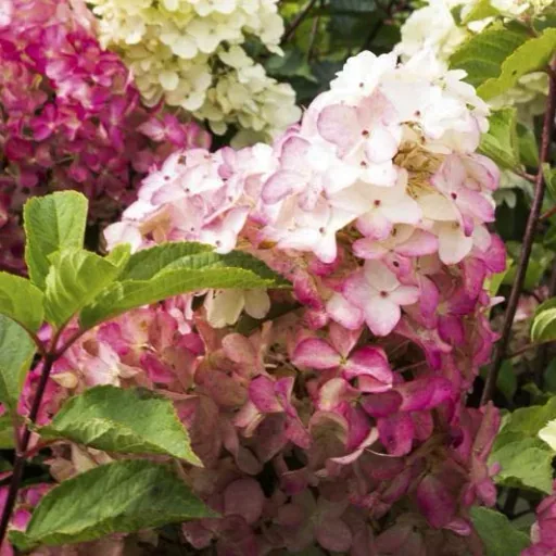 Rispenhortensie 'Sundae Fraise' 2er-Set (Hydrangea paniculata) – winterharter Blütenstrauch, im 4,6-L-Container