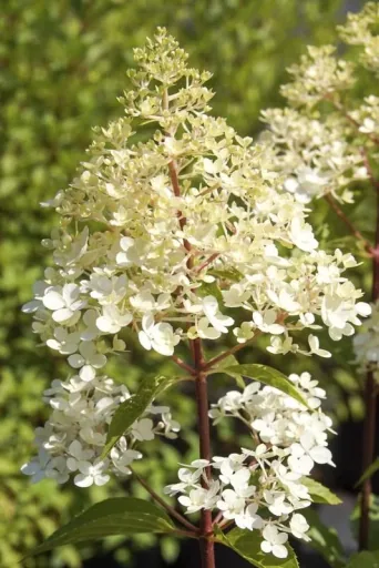 Rispenhortensie 'Sundae Fraise' 2er-Set (Hydrangea paniculata) – winterharter Blütenstrauch, im 4,6-L-Container