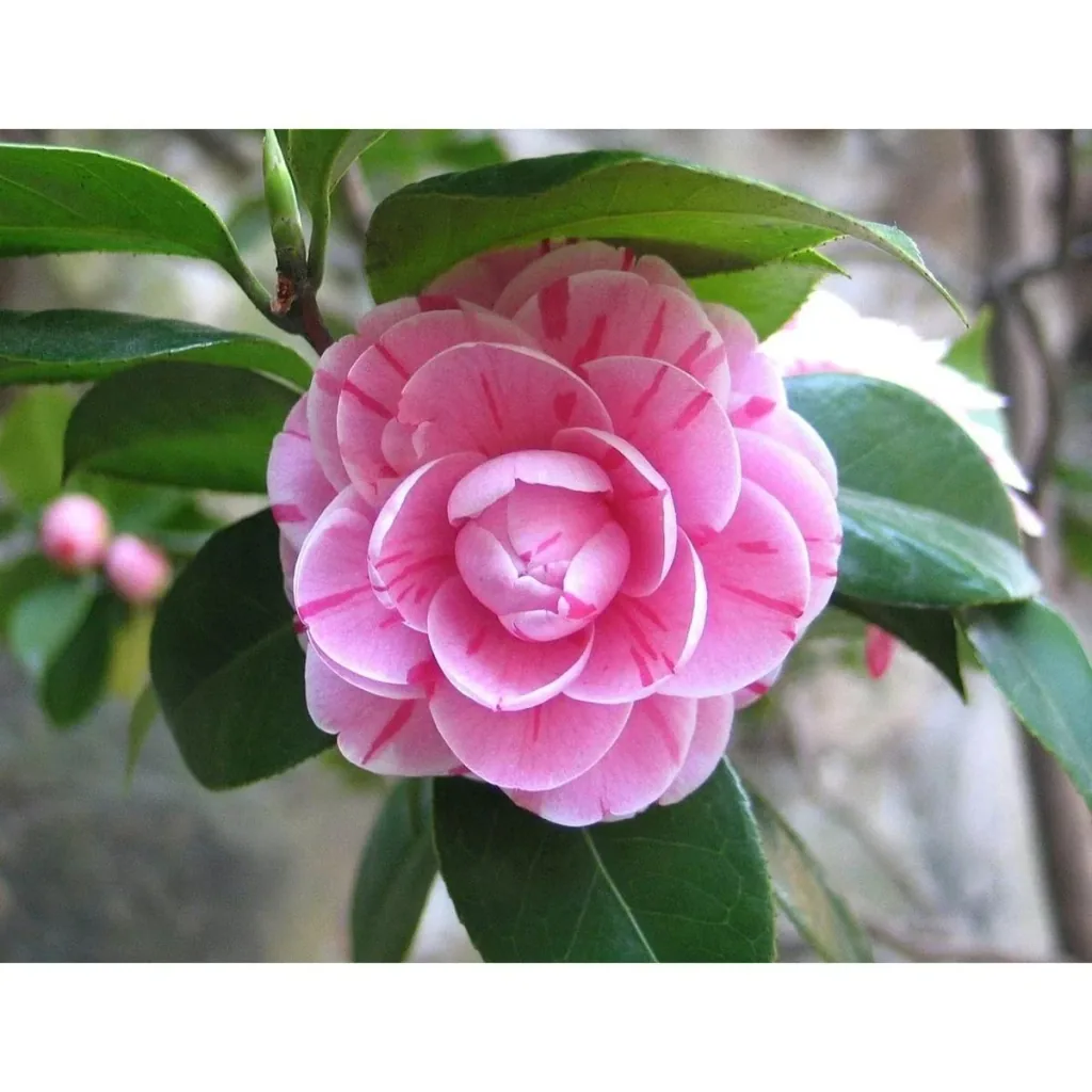 Aufblühende Kamelie XL Strauch 'Japanische Rose' - 2 Stück