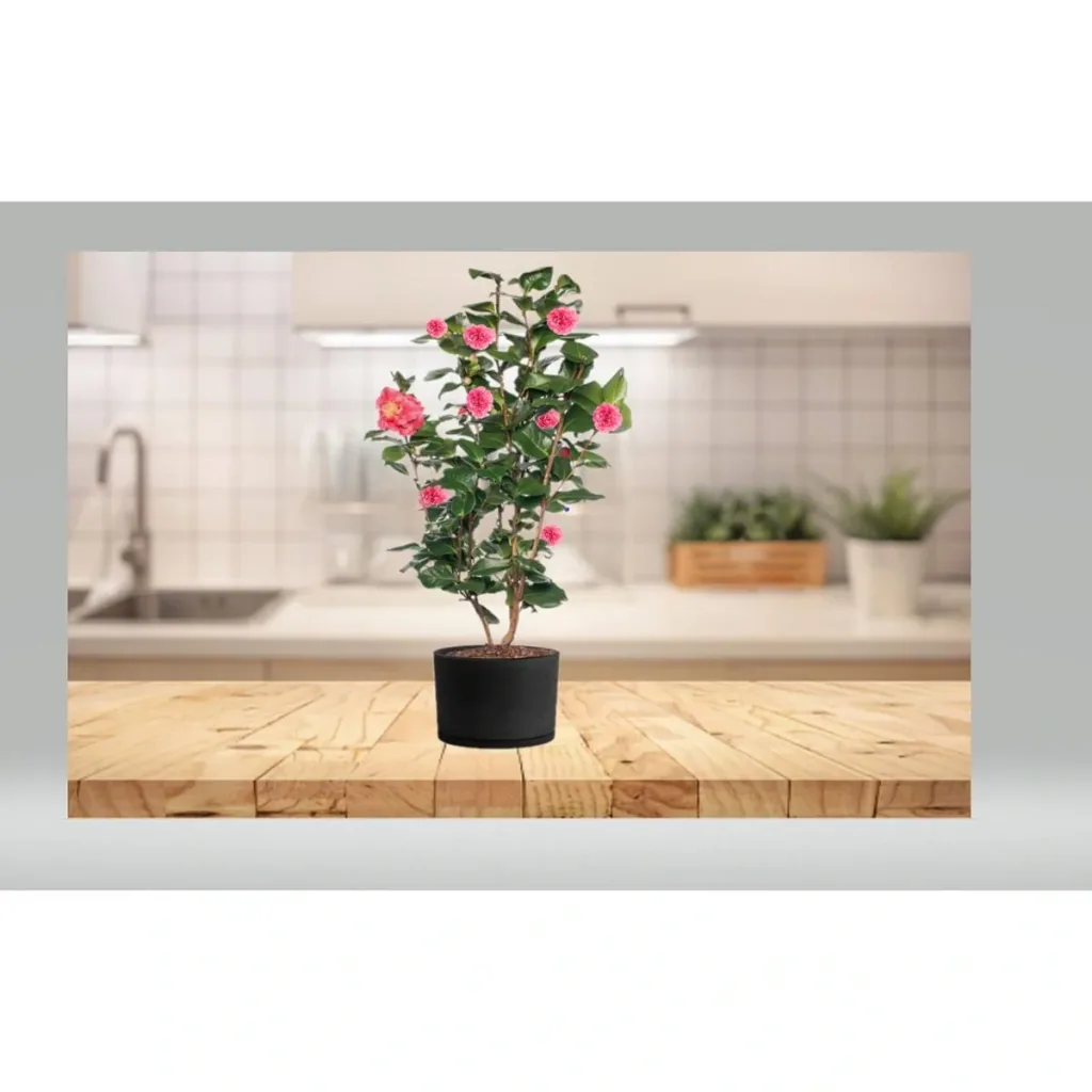 Aufblühende Kamelie XL Strauch 'Japanische Rose' - 2 Stück