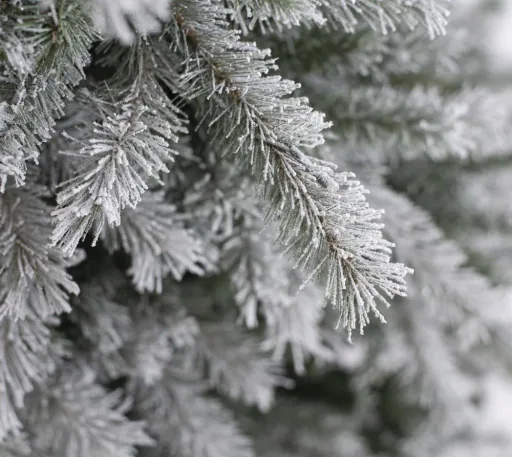 Weihnachtsbaum Fichte Frost 210 cm