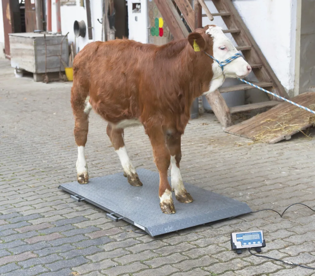 Tierwaage PS2000 bis 1000kg