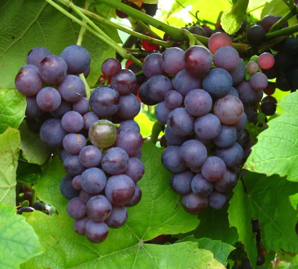 Weinrebe "Vanessa", 5L-Container, große rosa Beeren