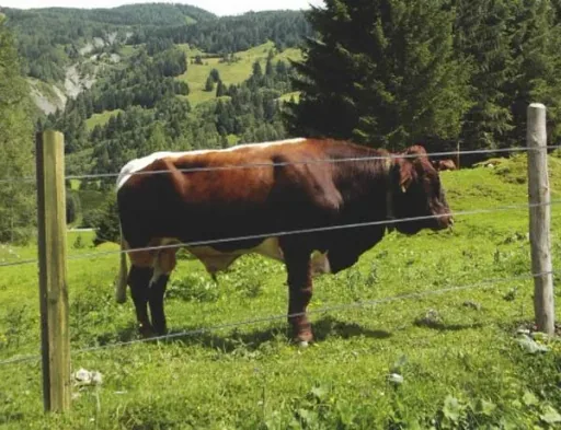 Holz Zaunpfähle 10 x 200 cm, 30 Stück - ideal für den Zaunbau