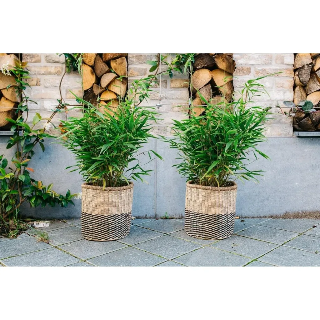 Flower-up Bamboo "Nicht verrottend" XL - Fargesia - 70-90 cm - 1 Stück
