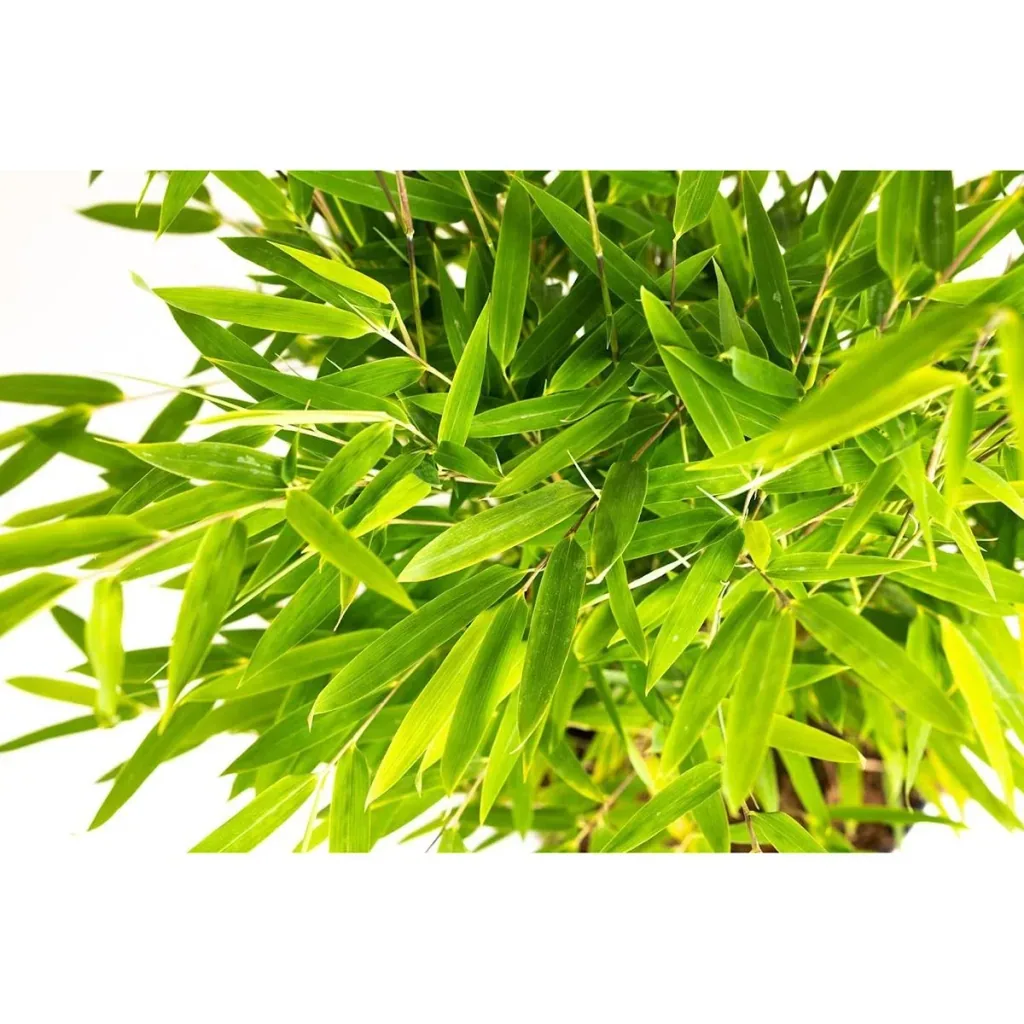 Flower-up Bamboo "Nicht verrottend" XL - Fargesia - 70-90 cm - 1 Stück