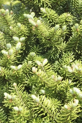 Veredelte Koreatanne Molli - Abies koreana - Solitär mit Ballen 80-100 cm