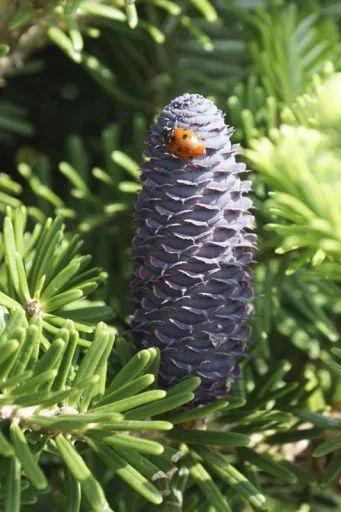 Veredelte Koreatanne Molli - Abies koreana - Solitär mit Ballen 80-100 cm