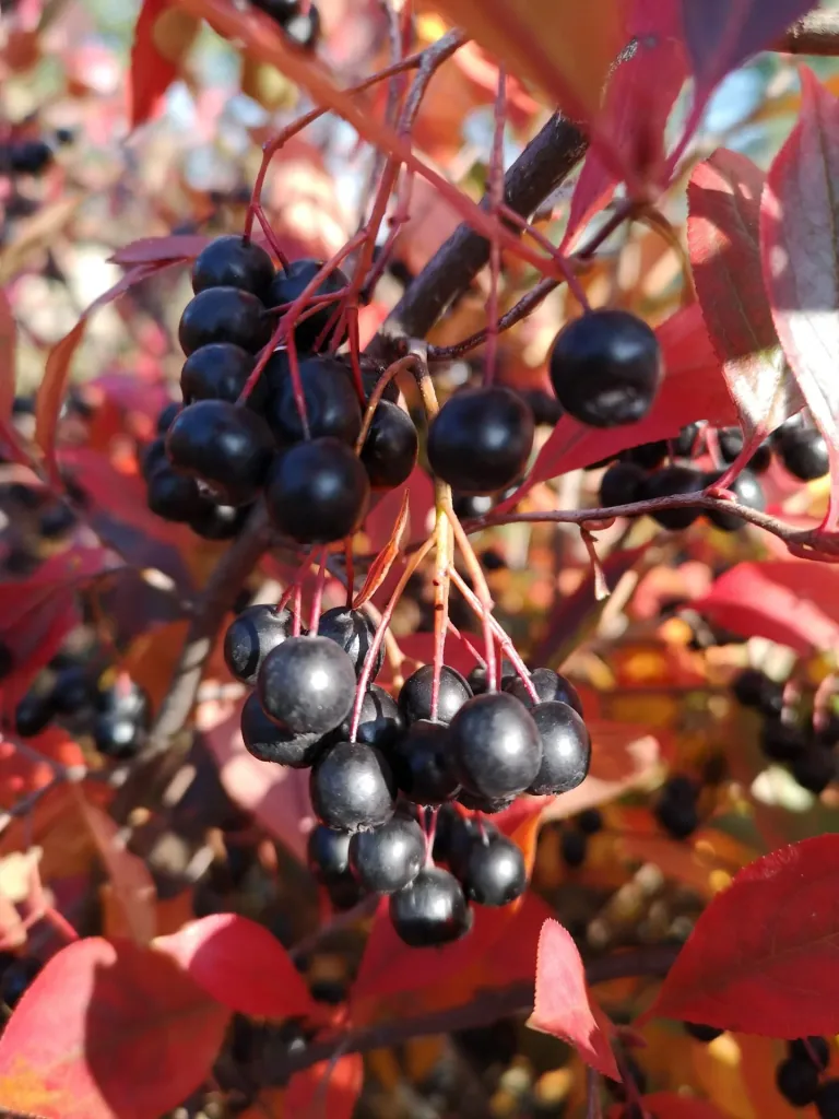 Apfelbeere (Aronia melanocarpa) – winterharter Beerenstrauch, im 12-L-Container, Höhe ca. 80–100 cm