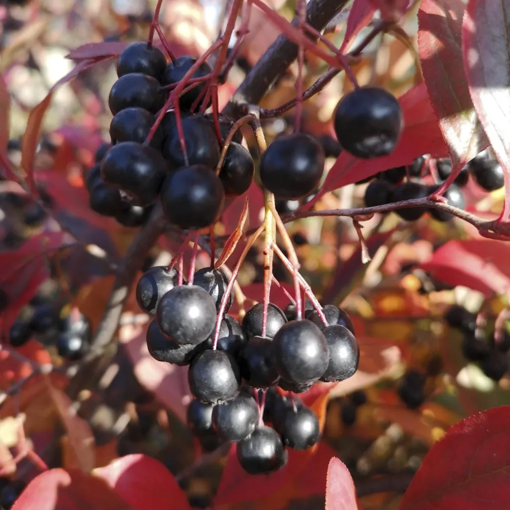 Apfelbeere (Aronia melanocarpa) – winterharter Beerenstrauch, im 12-L-Container, Höhe ca. 80–100 cm