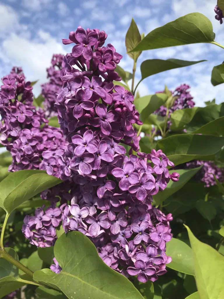 Edelflieder Charles Joly - Syringa vulg. - 12 L Topf 80-100 cm