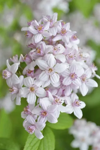 Deutzie Mont Rose - Deutzia hybrida - 12 L Topf 80-100 cm