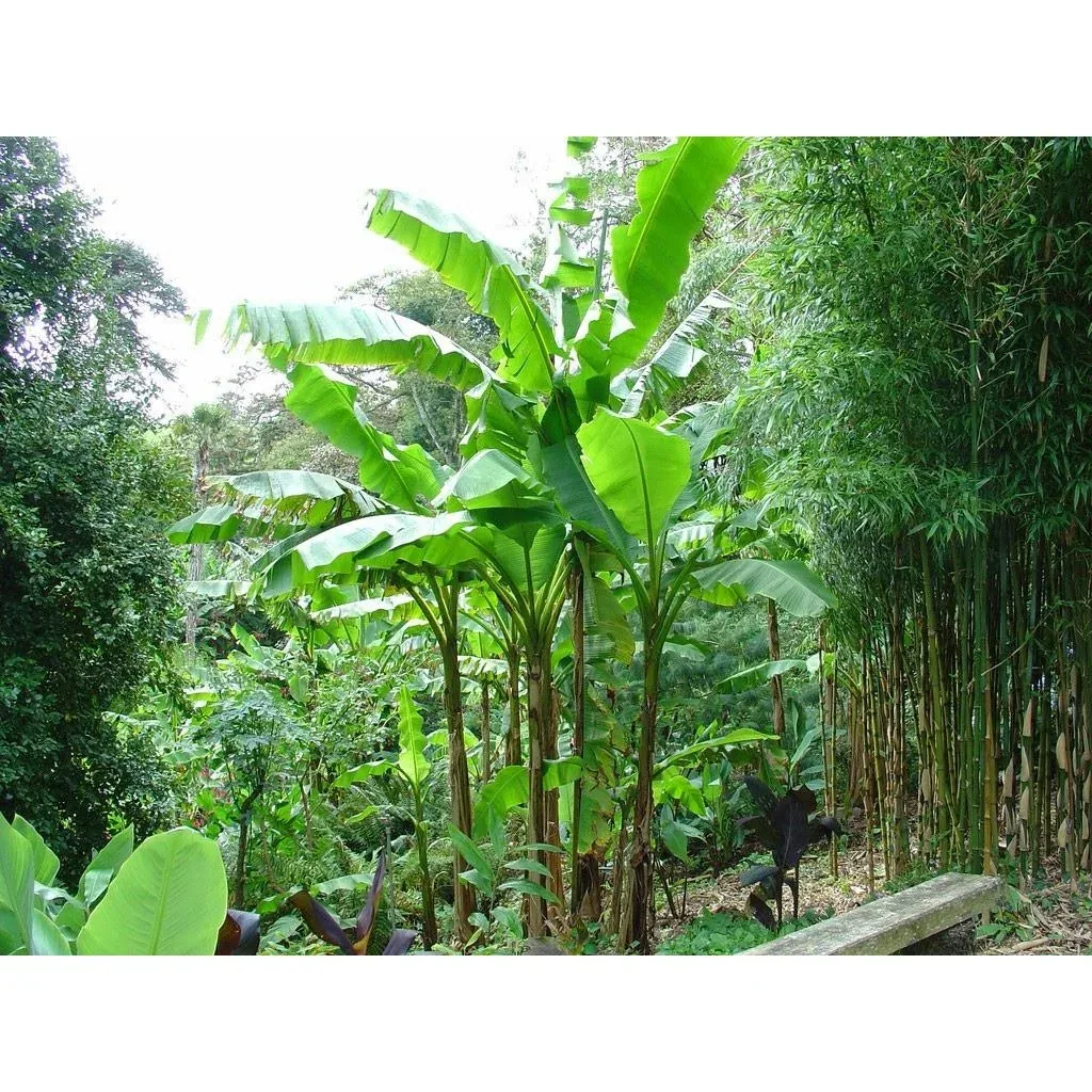 Bananenpflanze 'Oriental Dwarf' 3er-Set (Musa) – pflegeleichte Zimmerpflanze, Höhe ca. 25–38 cm