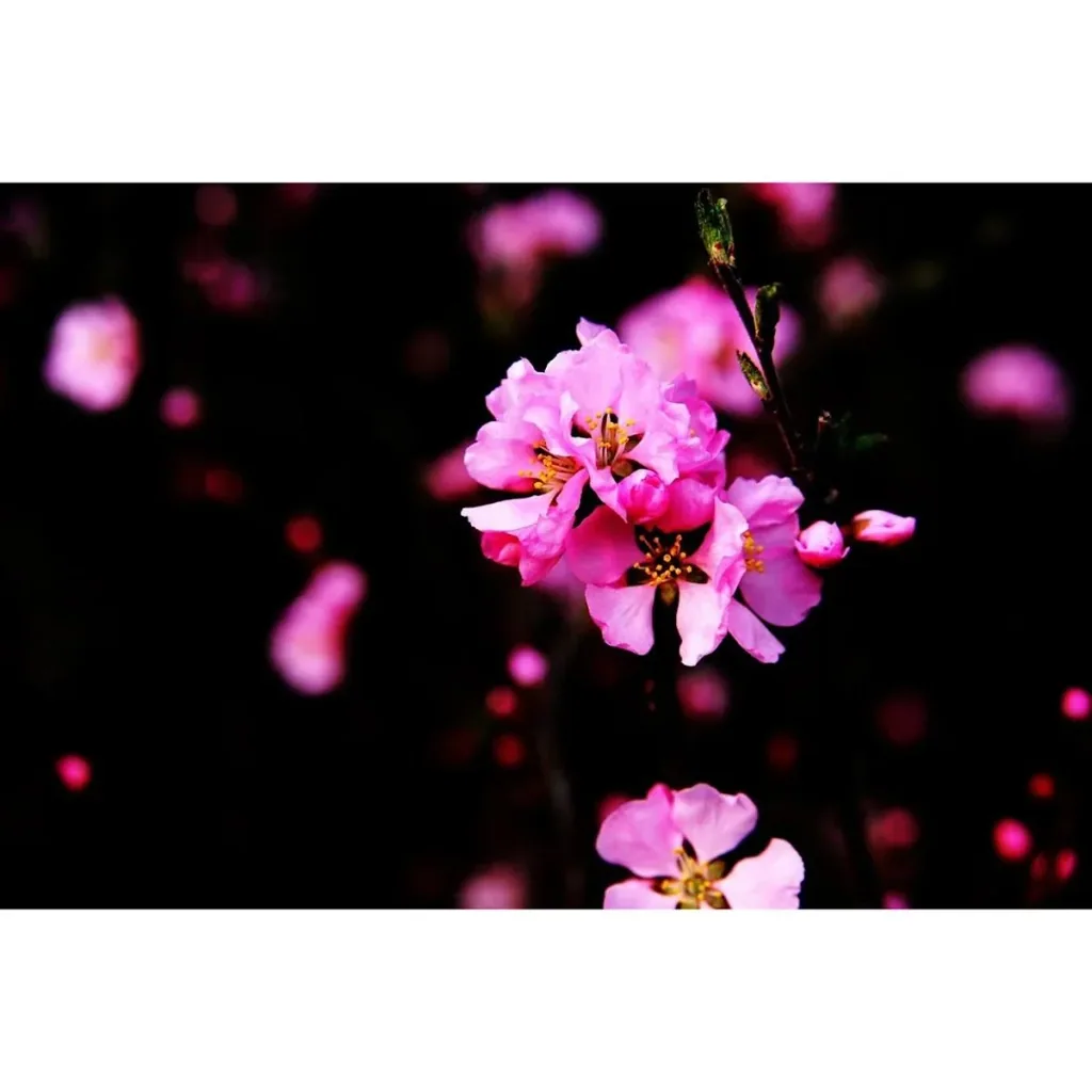 Blühender Mandelbaum - Prunus Triloba XXL - (140-160Cm) - 2 Stück