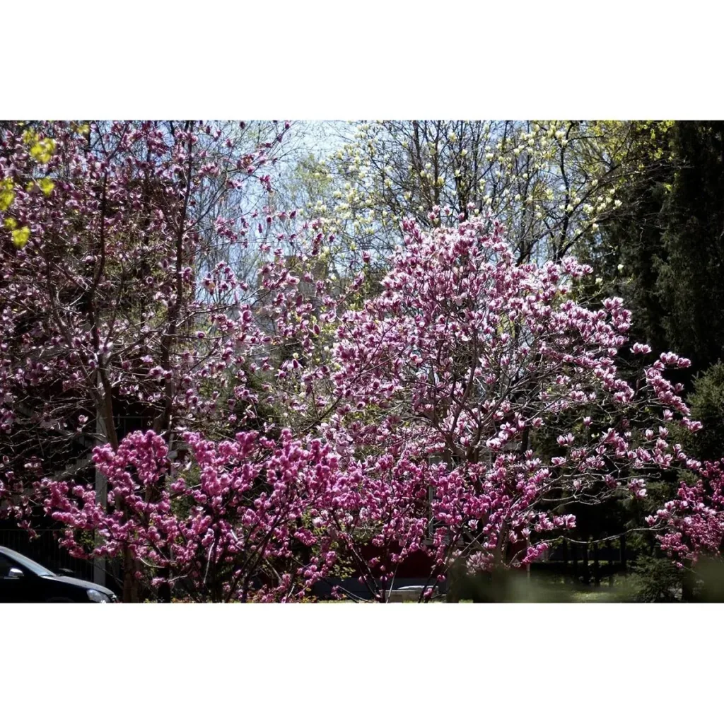 Blühender Mandelbaum - Prunus Triloba XXL - (140-160Cm) - 2 Stück