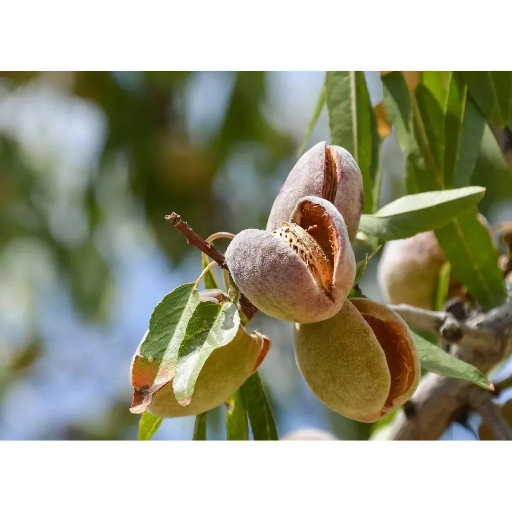 Blühender Mandelbaum - Prunus Triloba XXL - (140-160Cm) - 2 Stück
