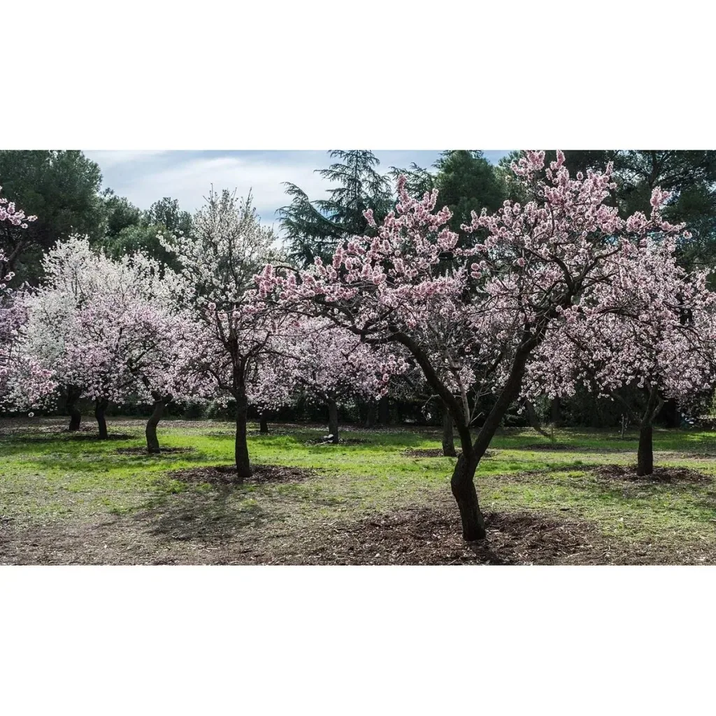 Mandelbäumchen 2er-Set (Prunus triloba) – winterharter Blütenstrauch, Höhe ca. 140–160 cm