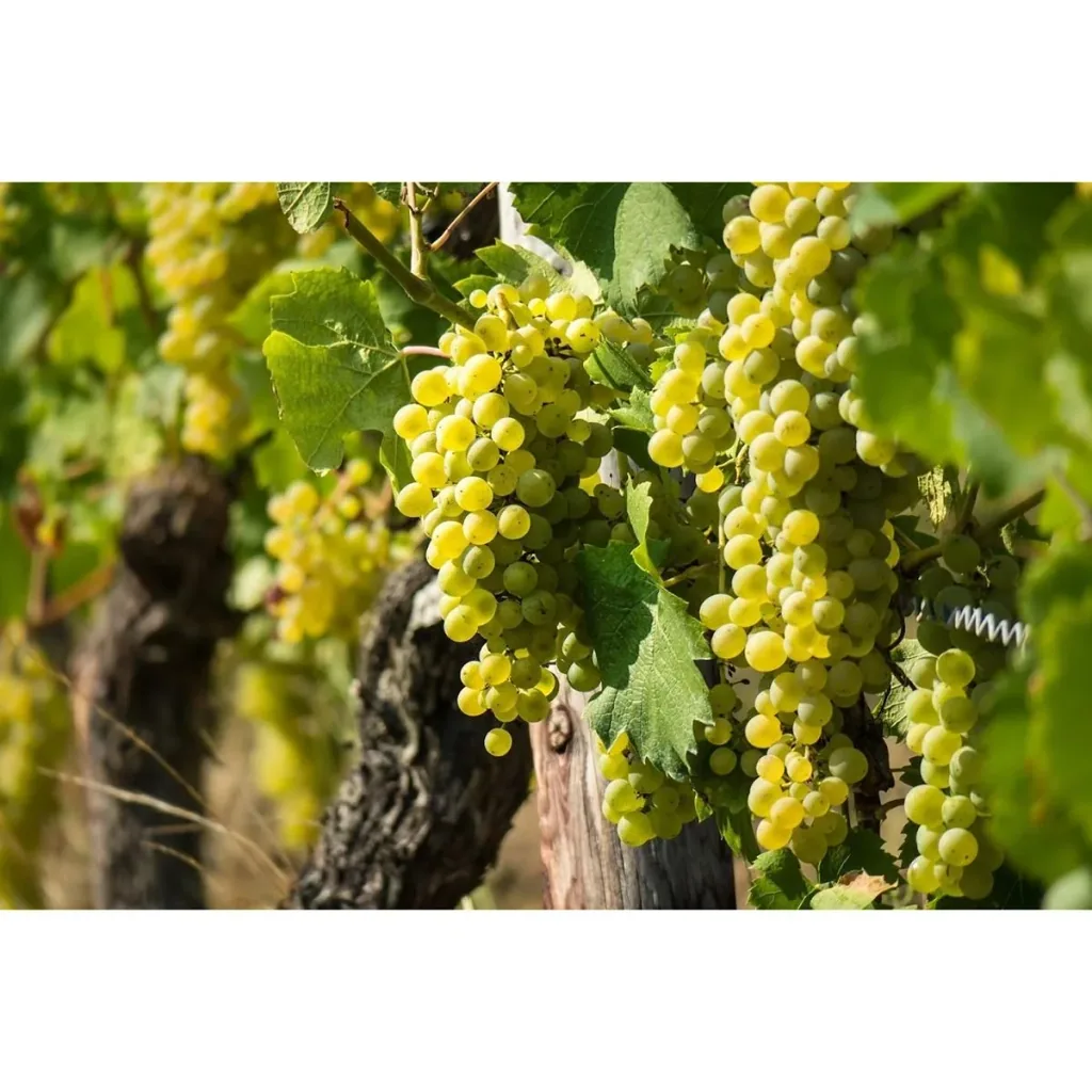 Flower-up Grapevines 4 pcs Mixed Set 1x Aurore, 1x Sauvignon, 1x Muscat Hamburg, 1x Merlot