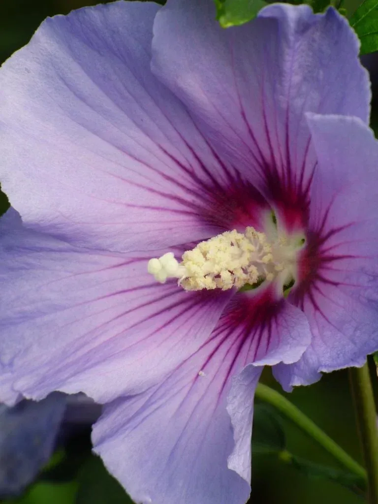 Garteneibisch Marina - Hibiscus syriacus - 7.5 L Topf 70-80 cm