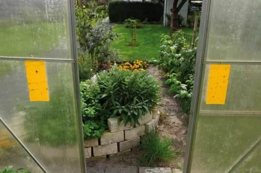 Gelbtafeln beleimt, 7 St. - zur giftfreien Insektenbekämpfung